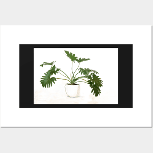 Philodendron bipinnatifidum pot plant with leaves in casual minimalist fashion Posters and Art